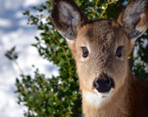 Head shot of wide-eyed deer in front of green bush